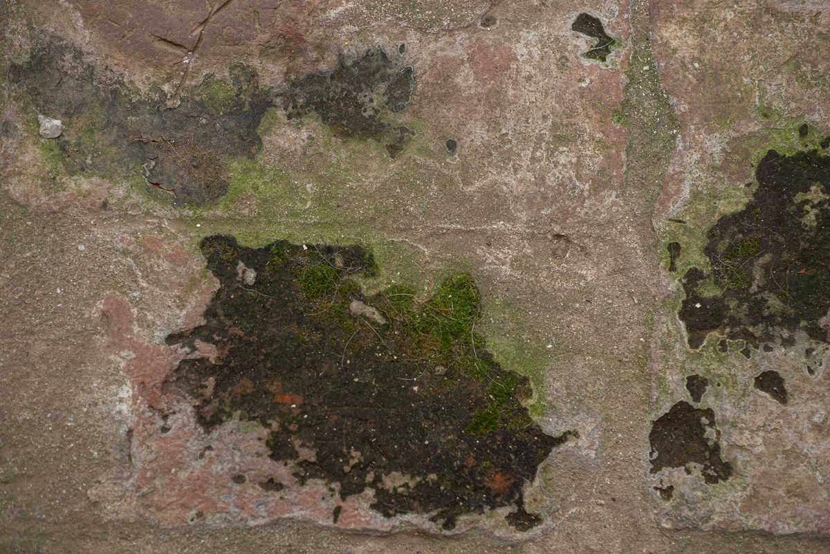 Mur de façade envahi de mousses et de lichens avant nettoyage